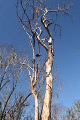 Eucalyptus sclerophylla