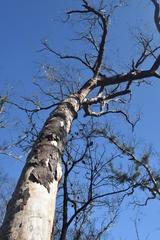 Eucalyptus sclerophylla