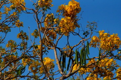 Roseodendron donnell-smithii