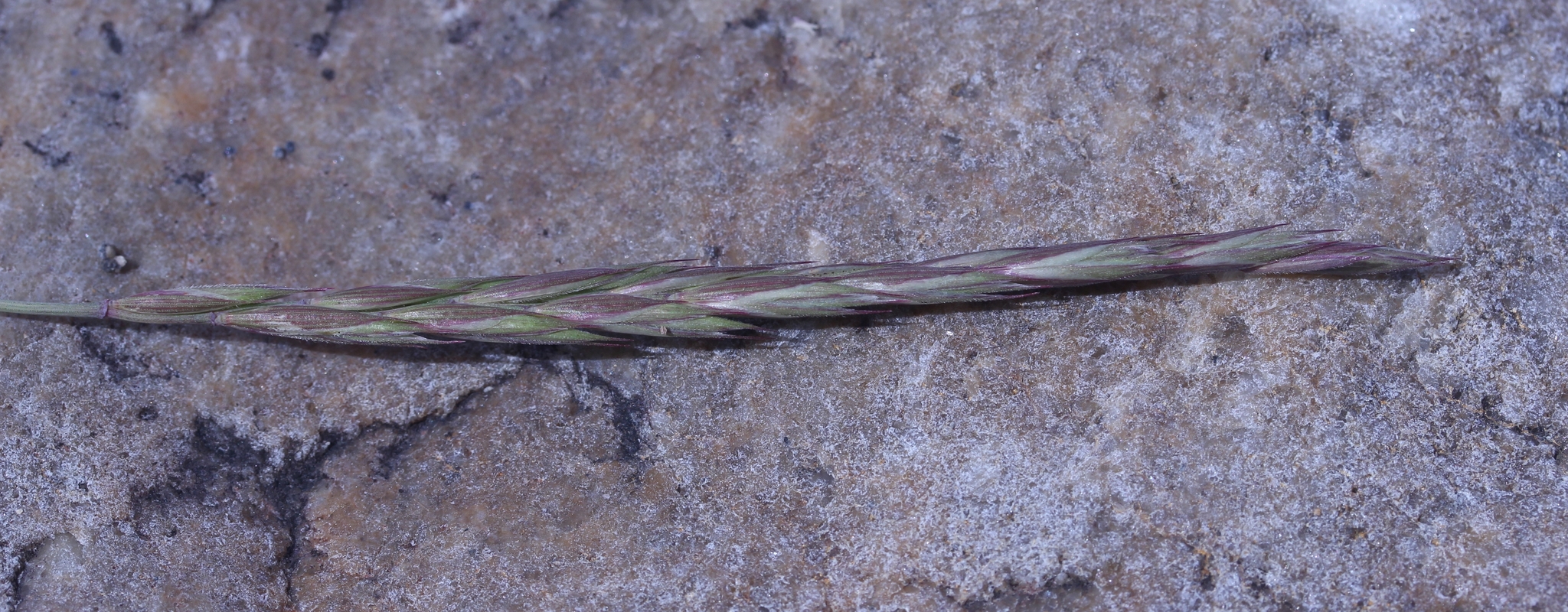 Elymus alaskanus ssp. alaskanus