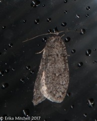 Semioscopis