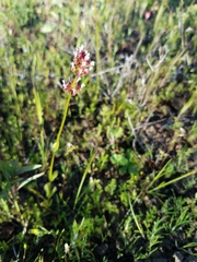 Plectritis macrocera
