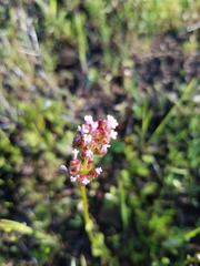 Plectritis macrocera