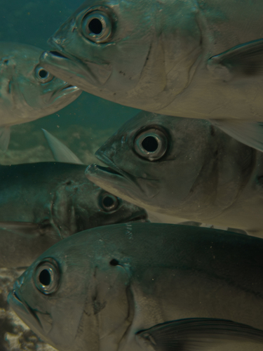 Bigeye trevally
