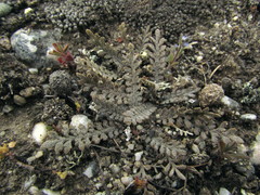 Lepidium solandri