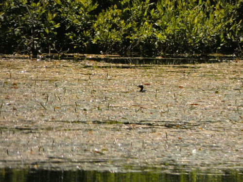 iNaturalist: (c) jrodben, some rights reserved (CC BY-NC), uploaded by jrodben iNaturalist image