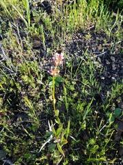 Plectritis macrocera