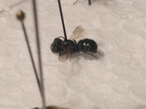 Osmia subfasciata
