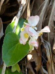 Begonia cucullata