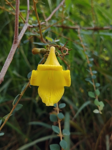 Gmelina asiatica