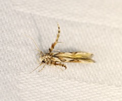 Stathmopoda stimulata