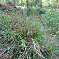 Carex pilulifera