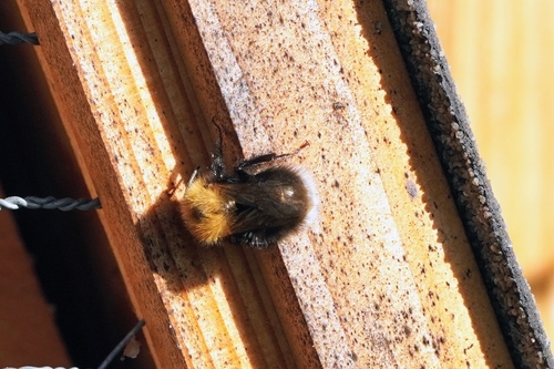 Tree Bumble Bee