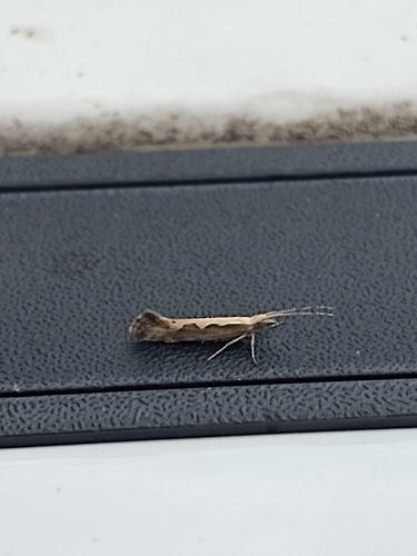 Diamondback moth