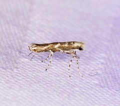 Epicephala albifrons