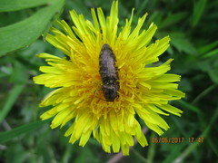 Actenicerus siaelandicus