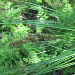 Carex paniculata