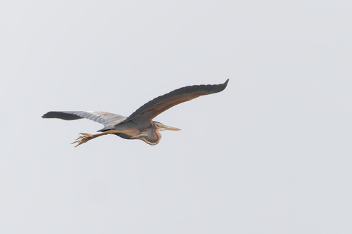 iNaturalist image