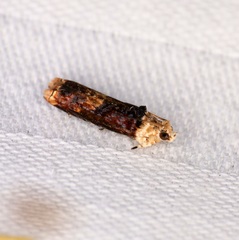 Hedya iophaea