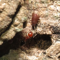 Myrmecophilus nebrascensis
