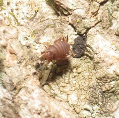 Myrmecophilus nebrascensis