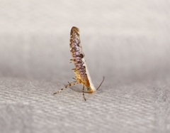 Argyresthia lata