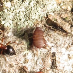 Myrmecophilus nebrascensis