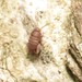 Myrmecophilus nebrascensis - Photo (c) Melissa Duron, some rights reserved (CC BY-NC), uploaded by Melissa Duron