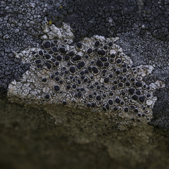 Lecanora gangaleoides