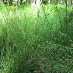 Carex remota