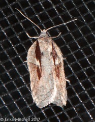 Acleris pulverosana