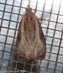 Olethreutes quadrifidum