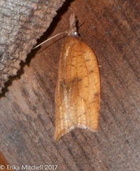 Sparganothis xanthoides