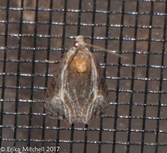 Olethreutes quadrifidum