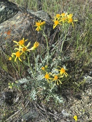 Packera eurycephala