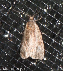 Olethreutes quadrifidum