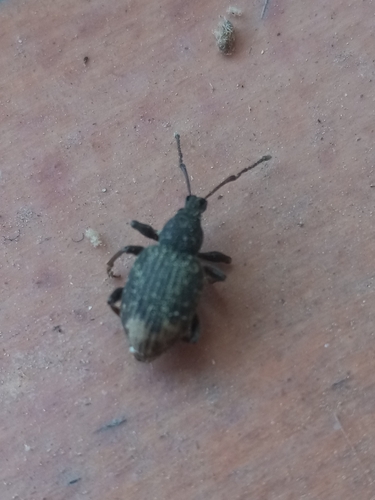 Black Vine Weevil