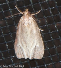 Olethreutes quadrifidum
