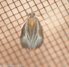 Olethreutes quadrifidum
