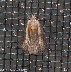 Olethreutes quadrifidum