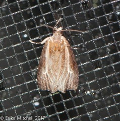 Olethreutes quadrifidum