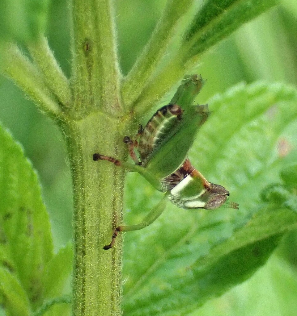 Lophothericles marginatus