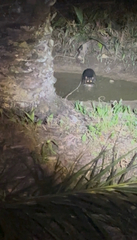 Otter Civet photo 4