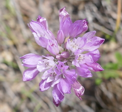 Allium serra