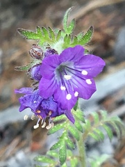 Phacelia franklinii