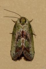 Afrida ydatodes