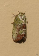 Afrida ydatodes