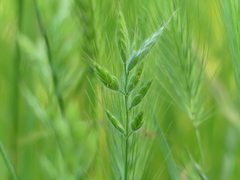 Bromus hordeaceus