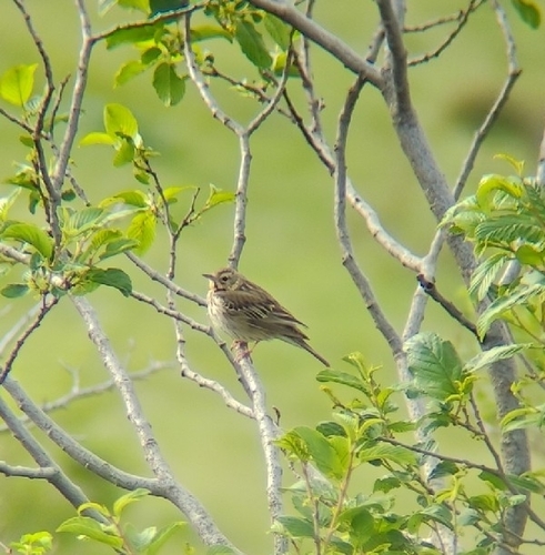 Tree Pipit
