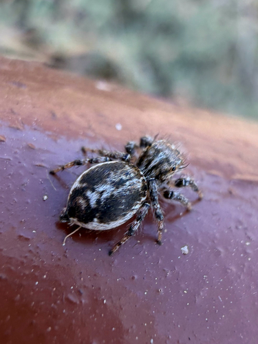 Red-bellied Jumping Spider